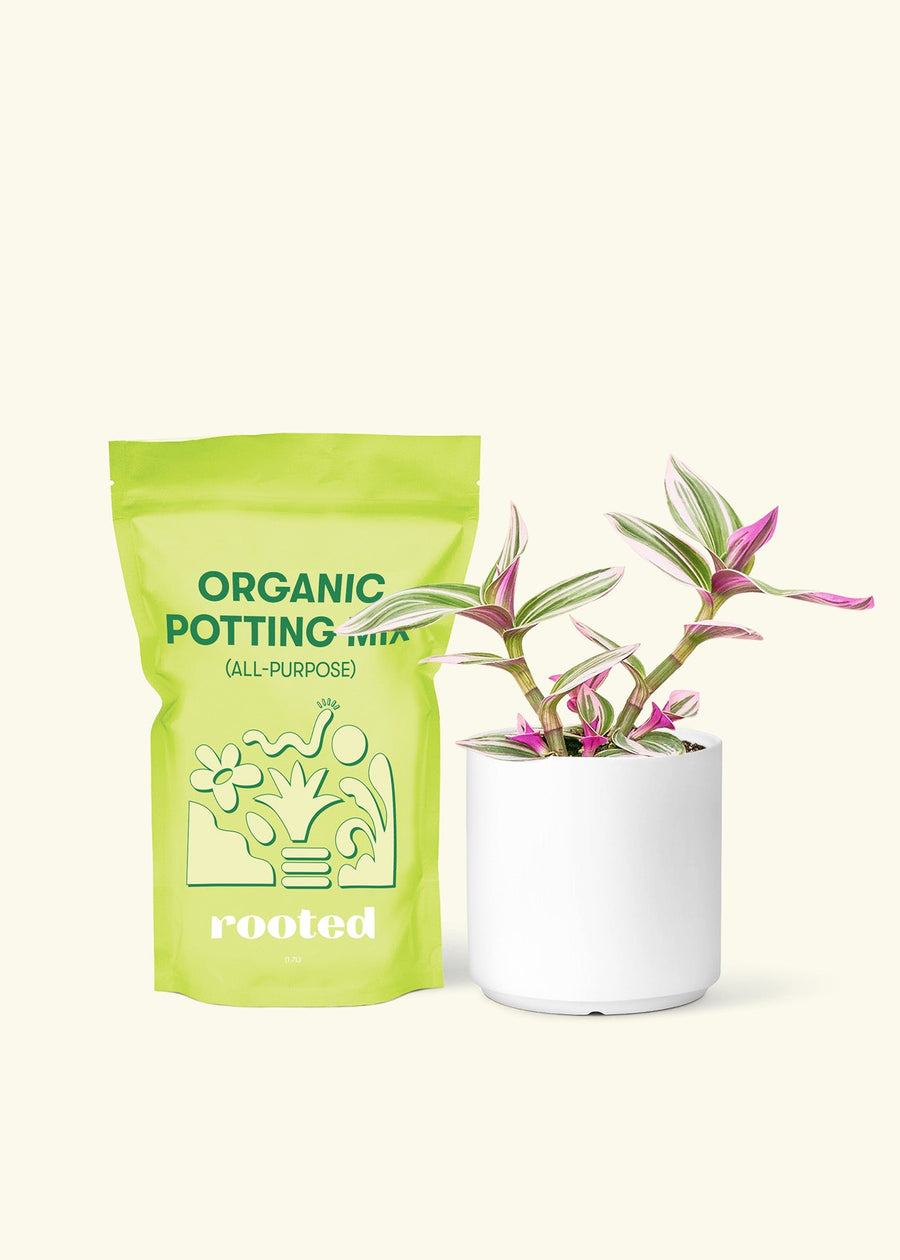 Small Tradescantia Nanouk (Tradescantia albiflora 'nanouk') in a white cylinder pot and a bag of soil.