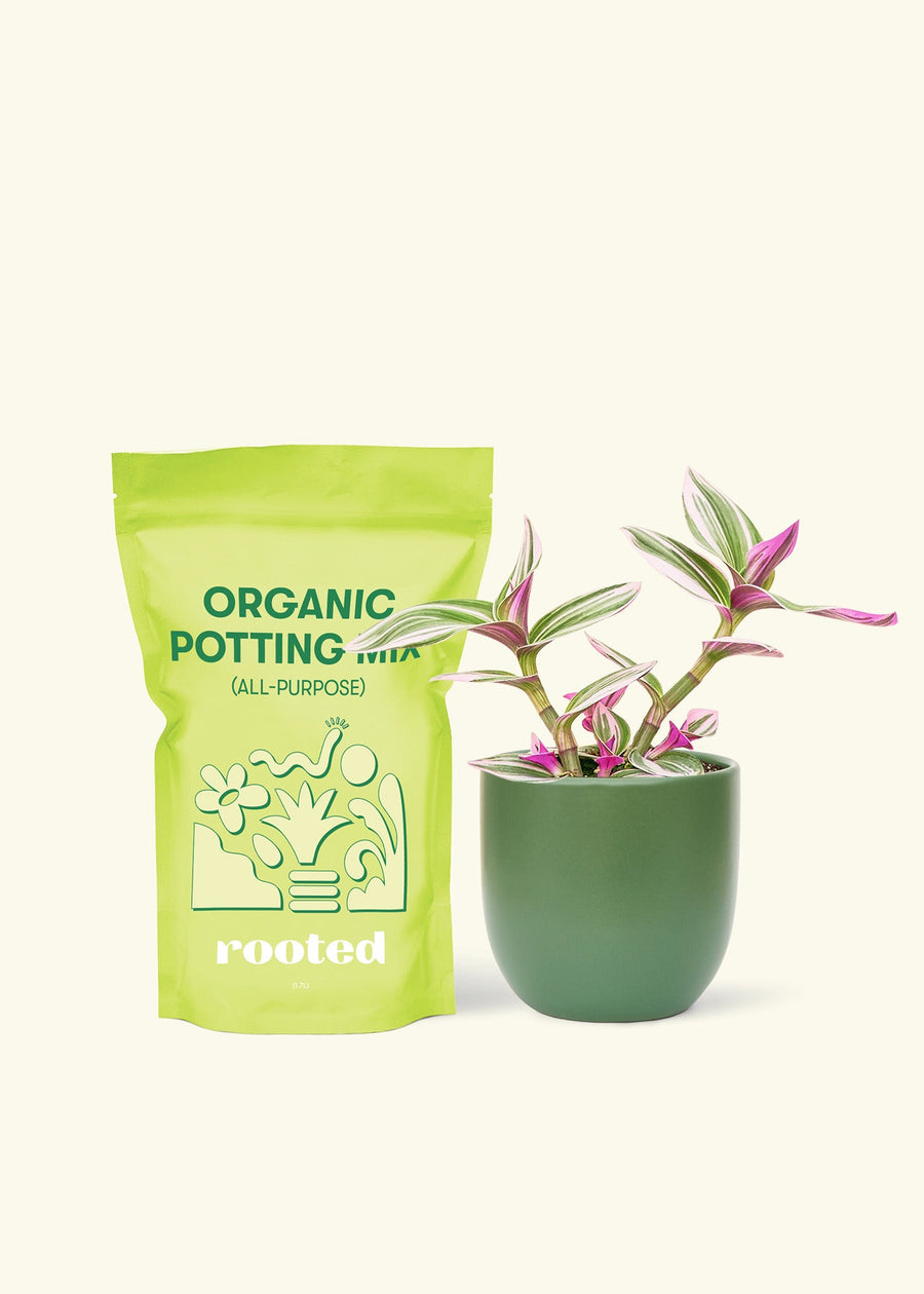 Small Tradescantia Nanouk (Tradescantia albiflora 'nanouk') in a green rounded pot and a bag of soil.