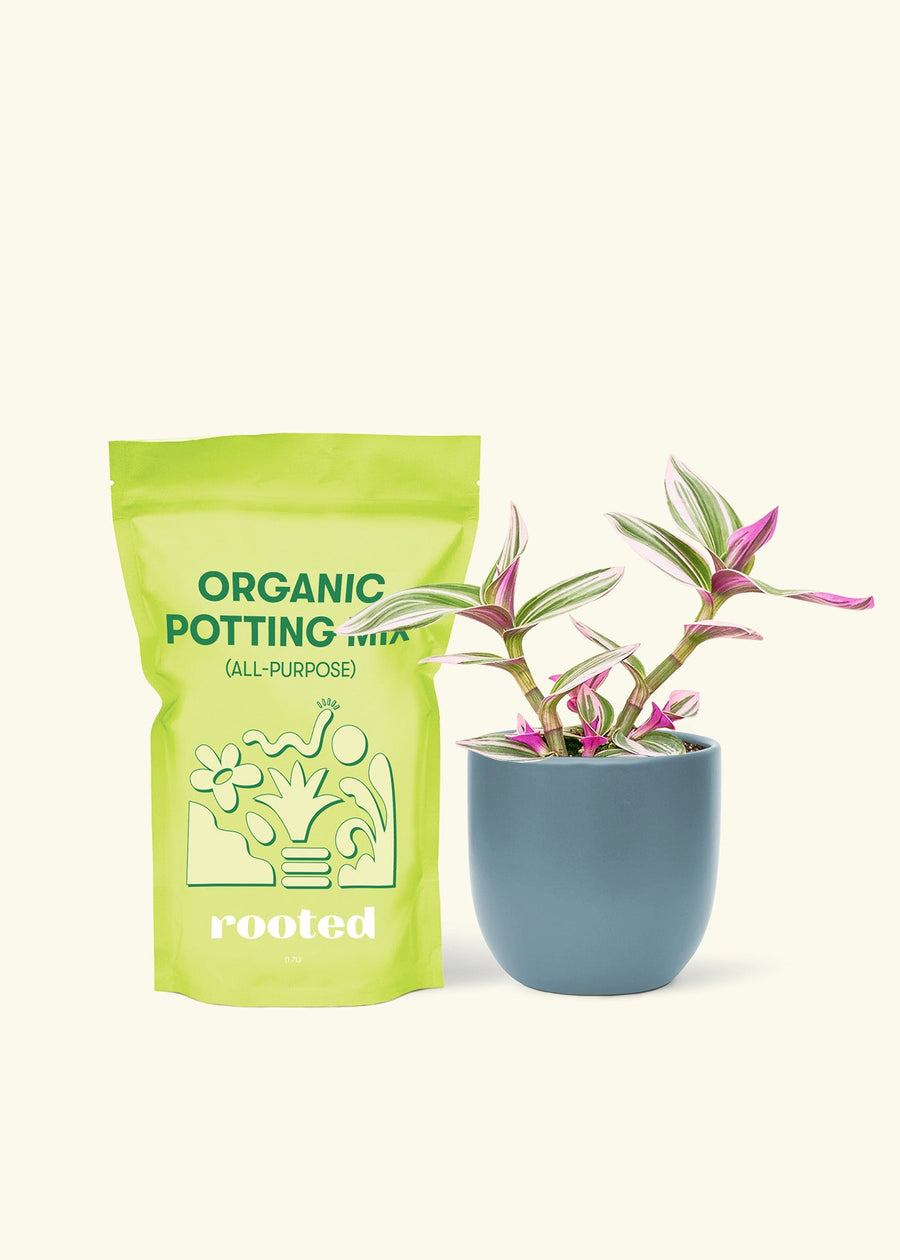 Small Tradescantia Nanouk (Tradescantia albiflora 'nanouk') in a indigo rounded pot and a bag of soil.