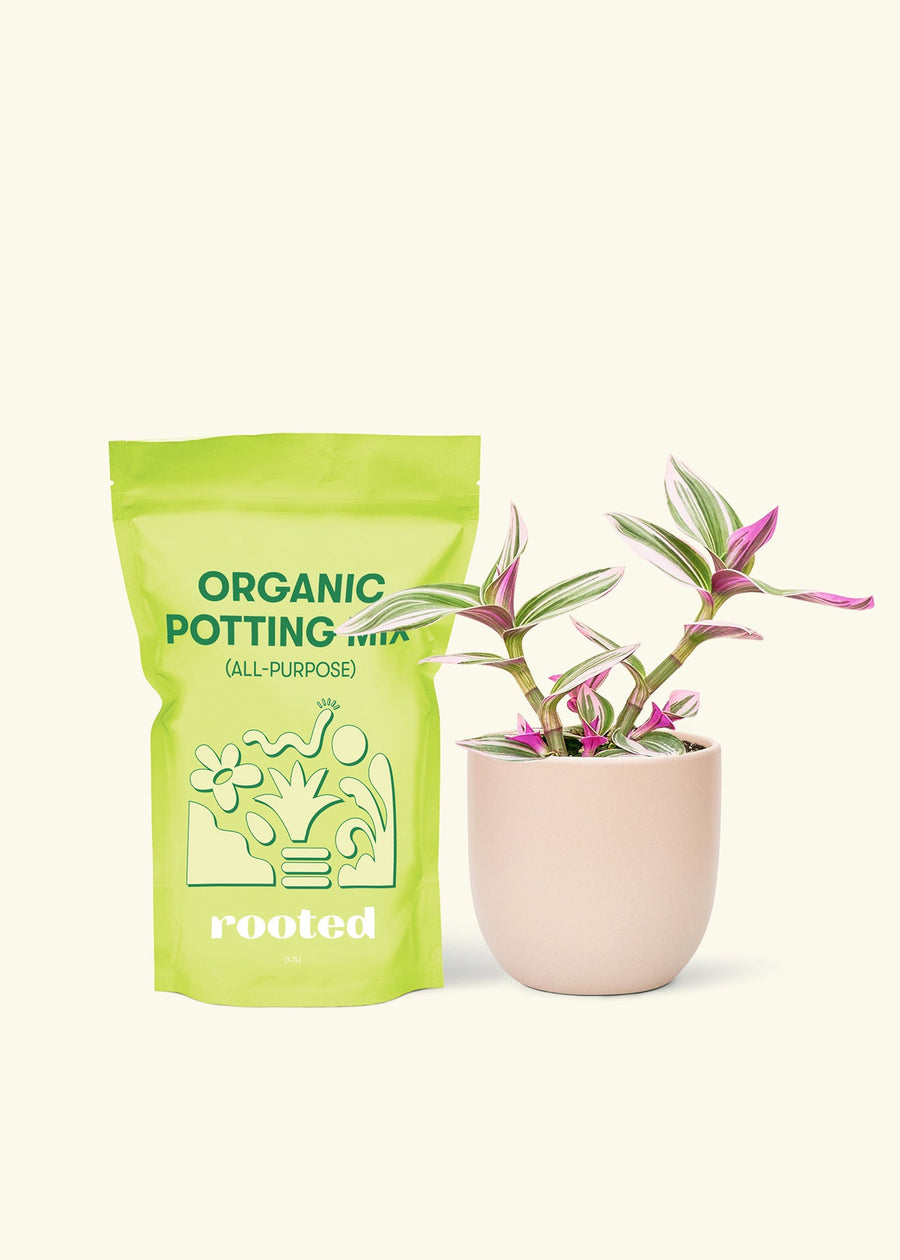 Small Tradescantia Nanouk (Tradescantia albiflora 'nanouk') in a pink rounded pot and a bag of soil.