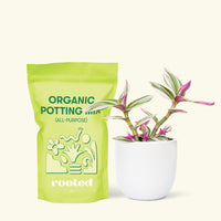 Small Tradescantia Nanouk (Tradescantia albiflora 'nanouk') in a white rounded pot and a bag of soil.