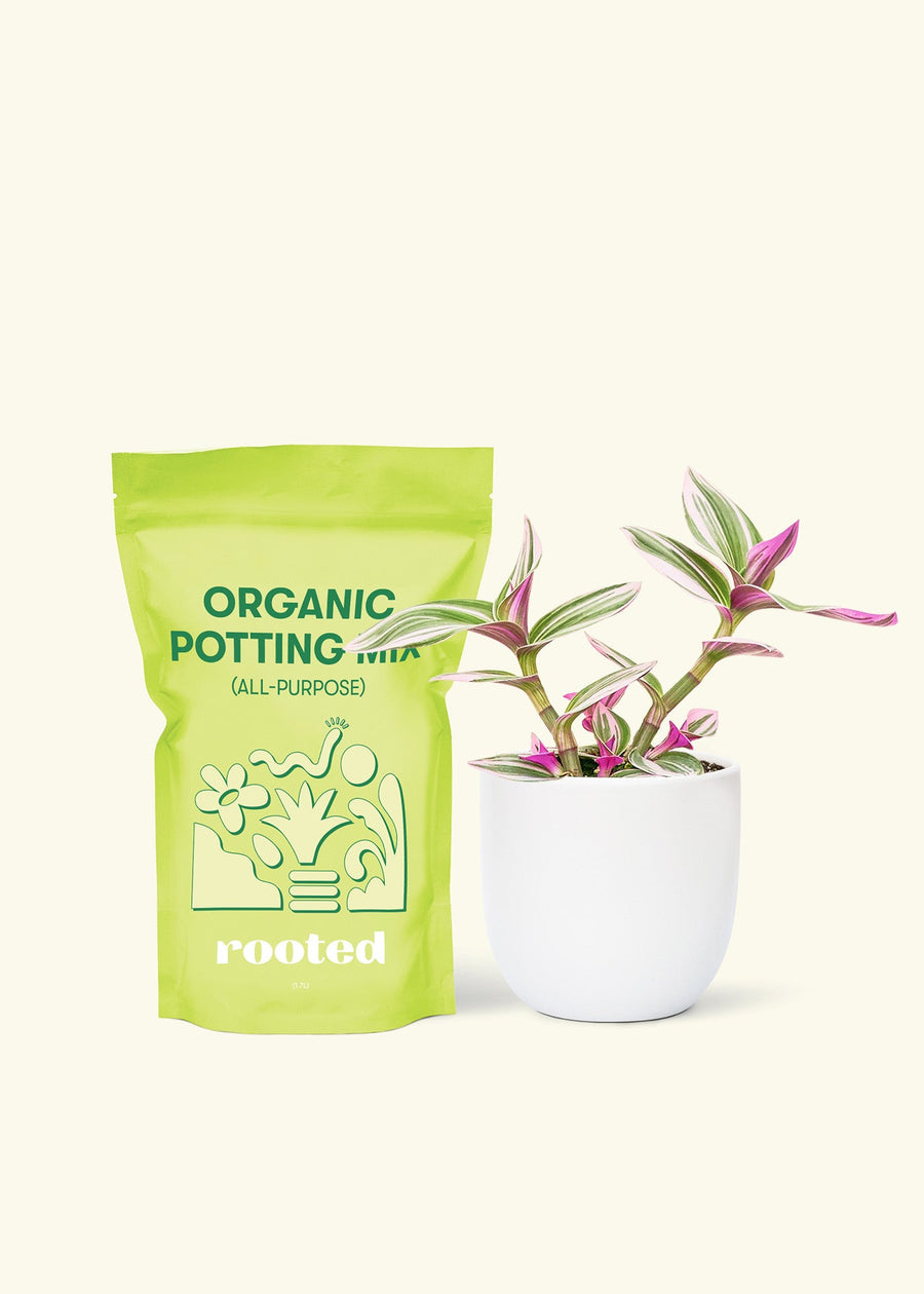 Small Tradescantia Nanouk (Tradescantia albiflora 'nanouk') in a white rounded pot and a bag of soil.