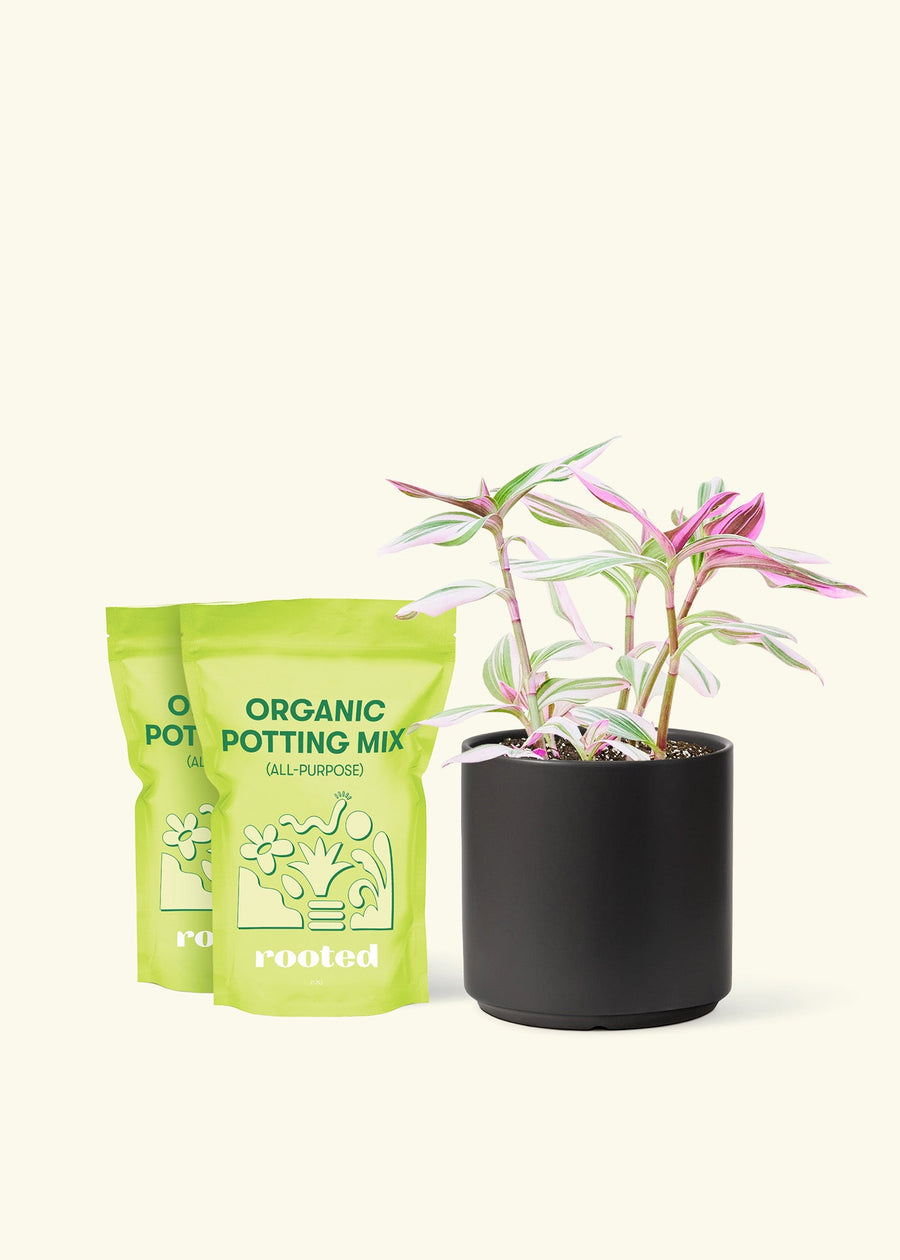 Medium Tradescantia 'Nanouk' (Tradescantia albiflora 'Nanouk') in a black cylinder pot and two bag of soil.