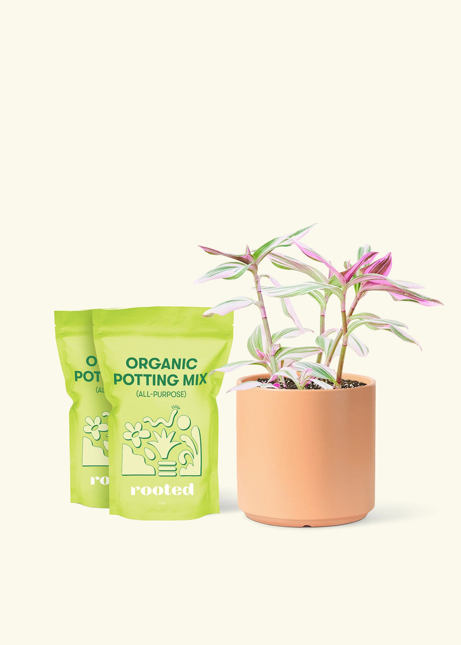 Medium Tradescantia 'Nanouk' (Tradescantia albiflora 'Nanouk') in a peach cylinder pot and two bag of soil.