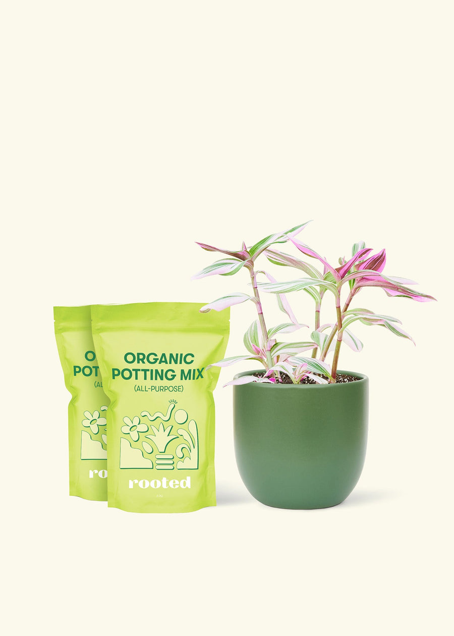 Medium Tradescantia 'Nanouk' (Tradescantia albiflora 'Nanouk') in a green rounded pot and two bag of soil.