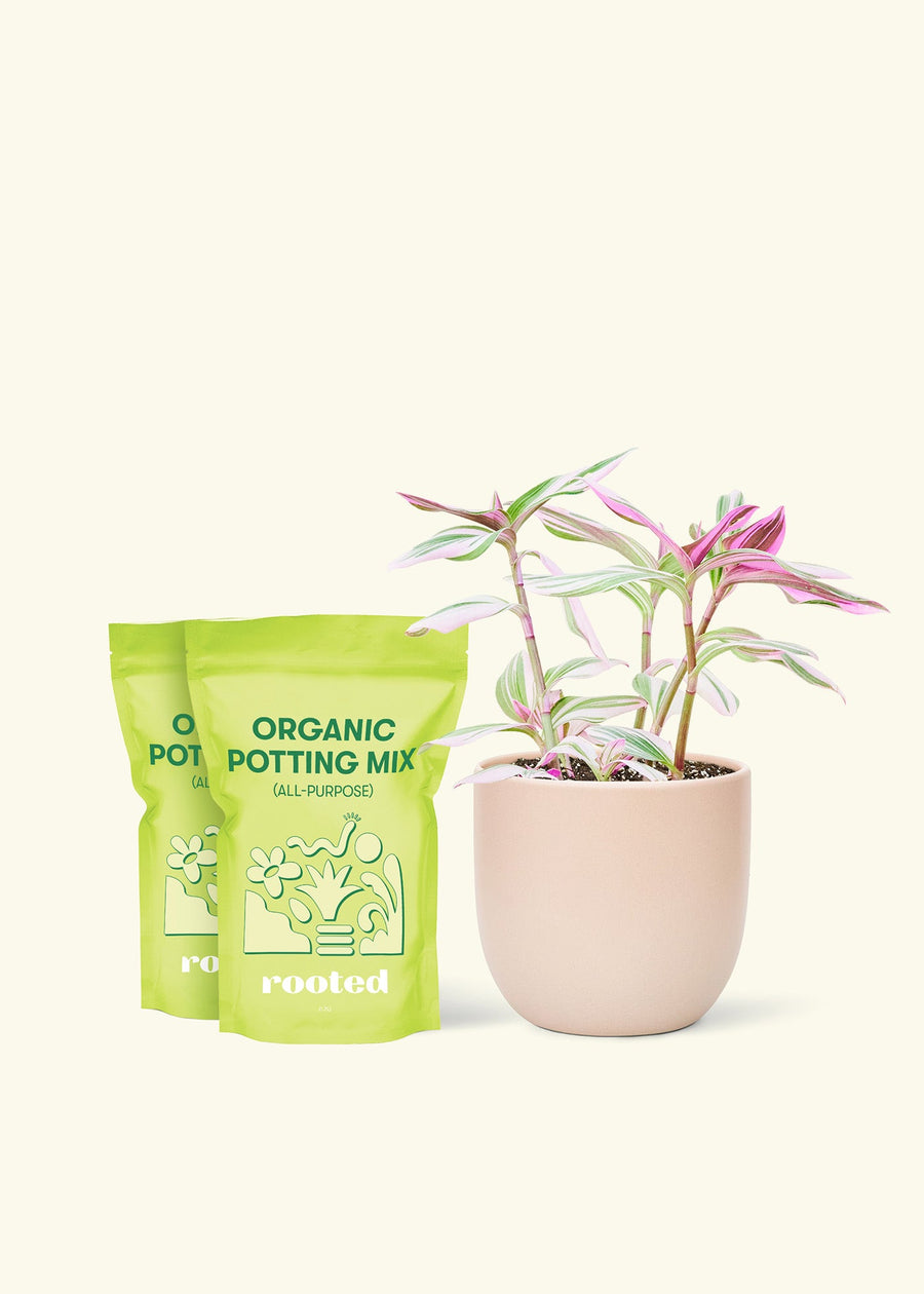 Medium Tradescantia 'Nanouk' (Tradescantia albiflora 'Nanouk') in a pink rounded pot and two bag of soil.