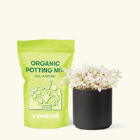 Small Pink Panther Tradescantia (Tradescantia callisia repens) in a black cylinder pot and a bag of soil.