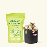 Small Tradescantia zebrina in a black cylinder pot and a bag of soil.