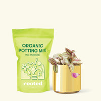 Small Tradescantia zebrina in a gold cylinder pot and a bag of soil.