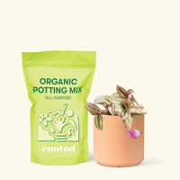Small Tradescantia zebrina in a peach cylinder pot and a bag of soil.