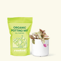 Small Tradescantia zebrina in a white cylinder pot and a bag of soil.