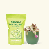 Small Tradescantia zebrina in a green round pot and a bag of soil.