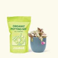 Small Tradescantia zebrina in an indigo round pot and a bag of soil.