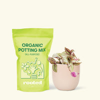 Small Tradescantia zebrina in a pink round pot and a bag of soil.