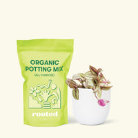 Small Tradescantia zebrina in a white round pot and a bag of soil.