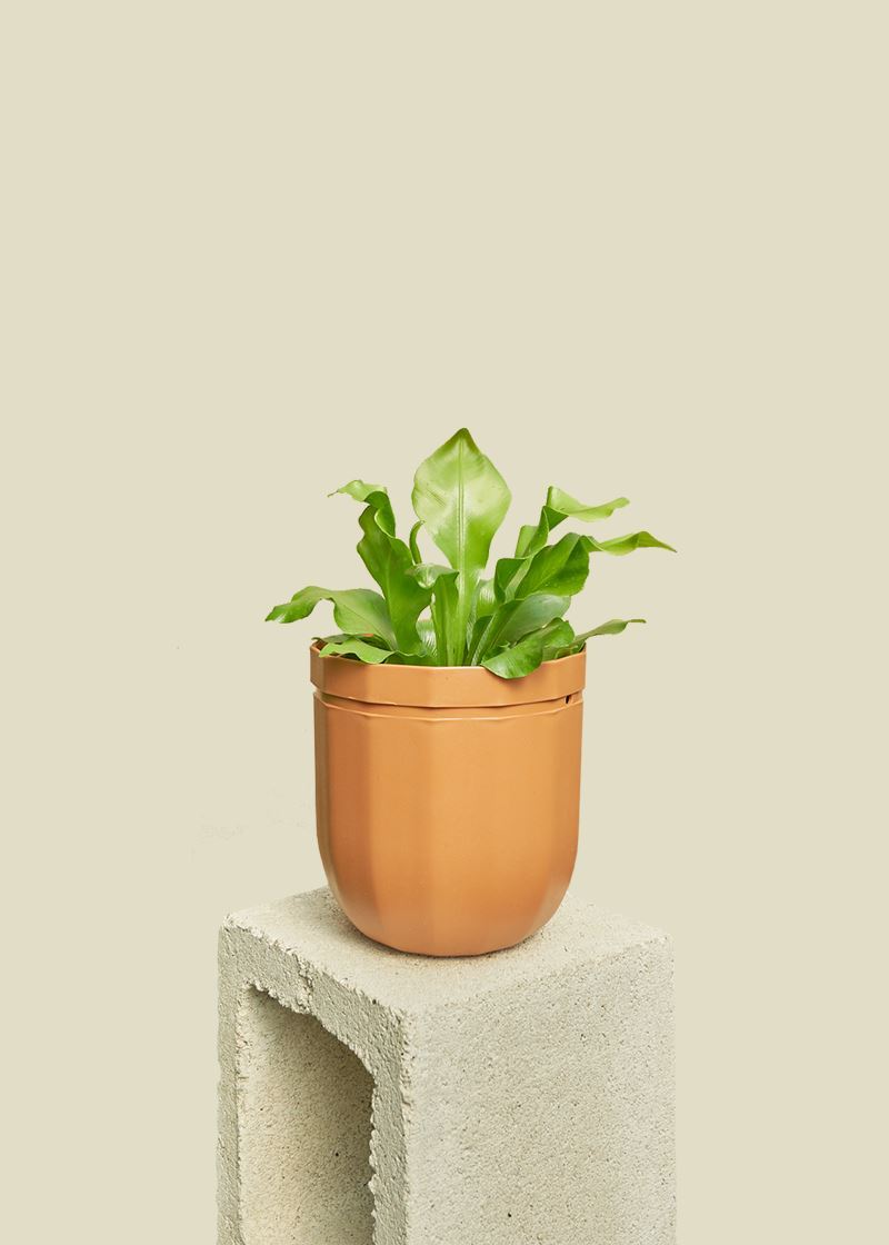 Loop Hanging Planter Planter WallyGro 