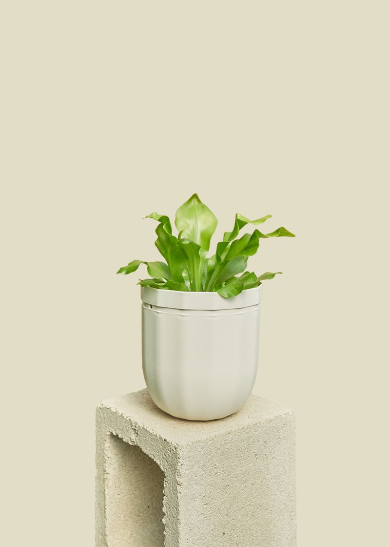 Loop Hanging Planter Planter WallyGro 