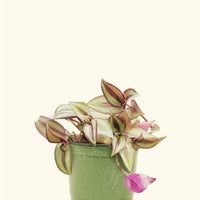 A 4" Tradescantia zebrina in a grow pot.