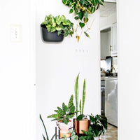 Eco Wall Planter Planter WallyGro 