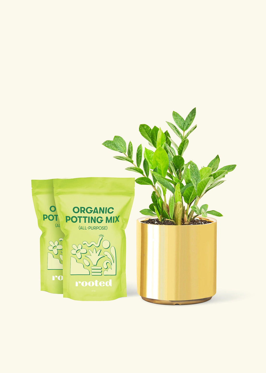 Medium ZZ Plant (Zamioculcas zamiifolia) in a gold cylinder pot and two bag of soil.