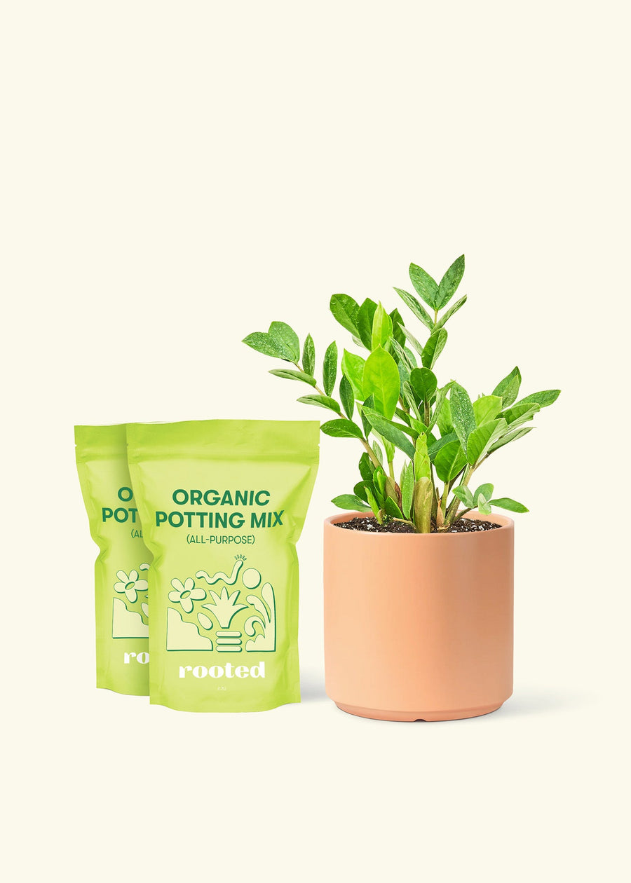 Medium ZZ Plant (Zamioculcas zamiifolia) in a peach cylinder pot and two bag of soil.