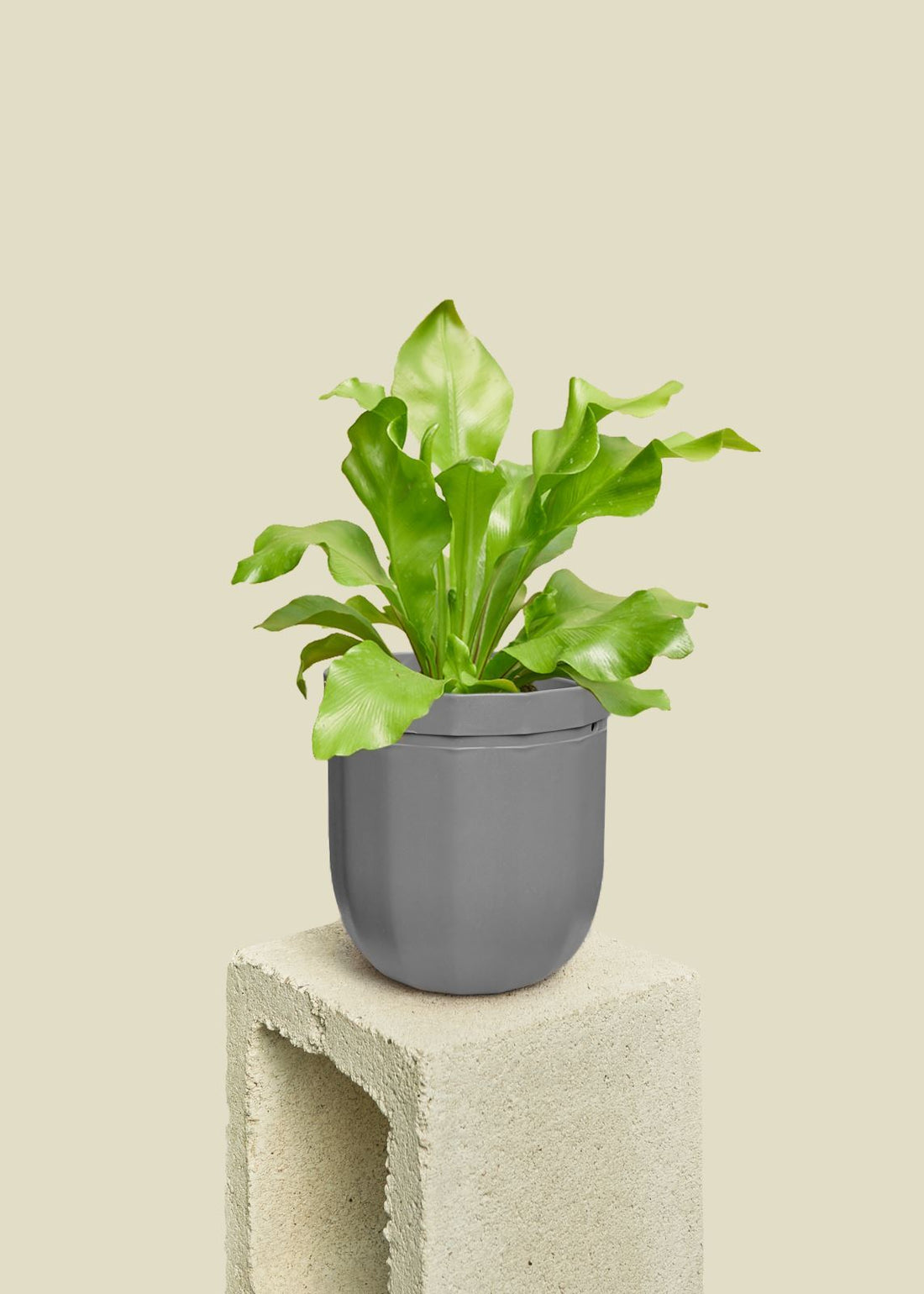 Loop Hanging Planter Planter WallyGro 