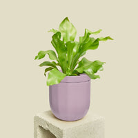 Loop Hanging Planter Planter WallyGro 