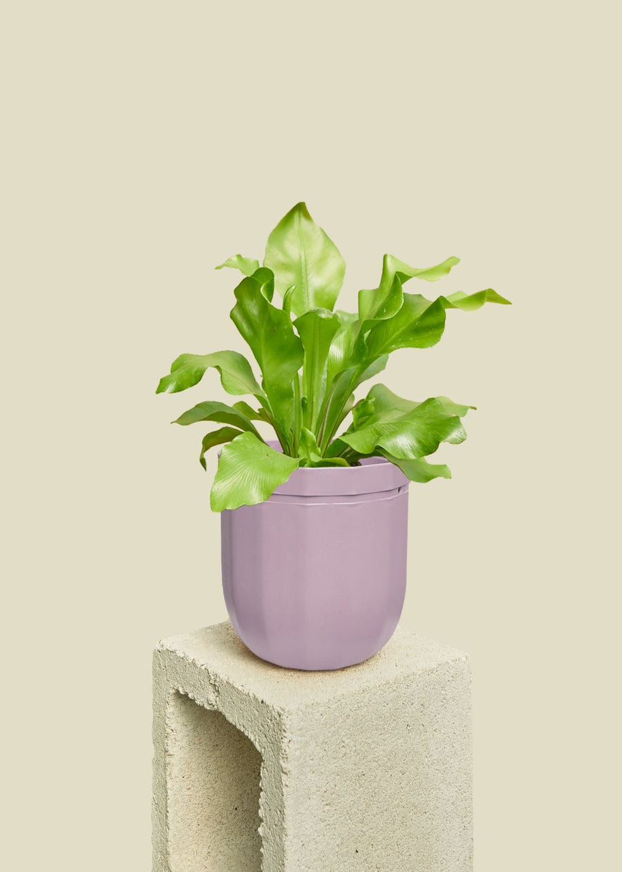 Loop Hanging Planter Planter WallyGro 